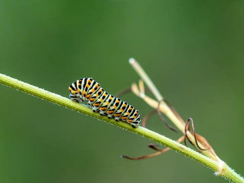 Koninginnepage rups