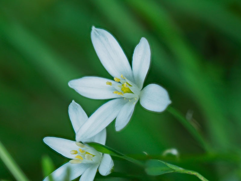 Gewone Vogelmelk