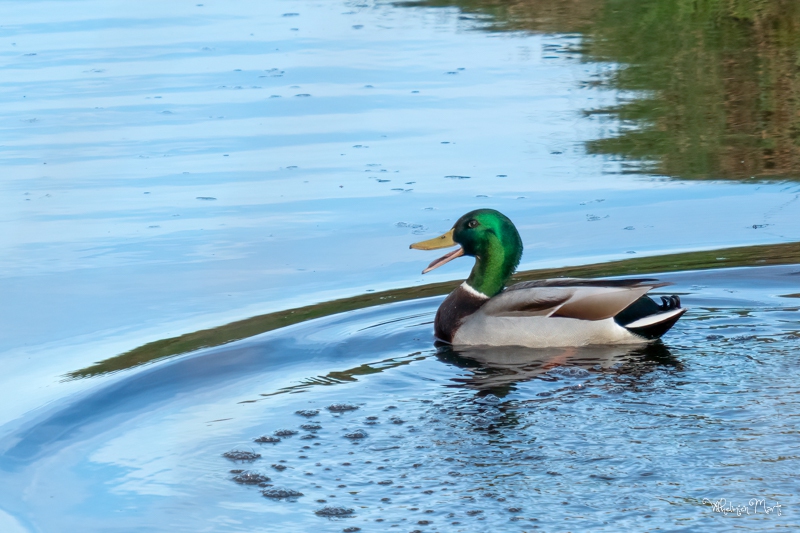 Wilde eend