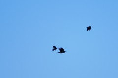 Baardwijkse Overlaat