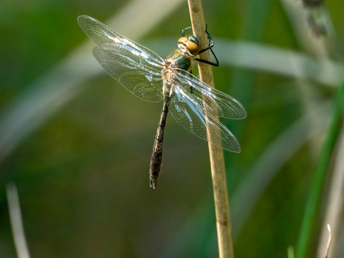 Smaragd libel
