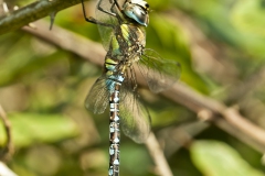 Paardenbijter Paardenbijter