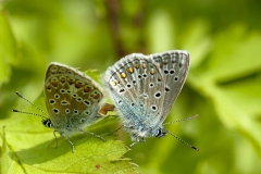 Parende Icarusblauwtjes Parende Icarusblauwtjes