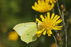 Citroenvlinder Citroenvlinder