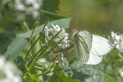 Klein geaderd witje Klein geaderd witje