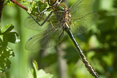 Smaragdlibel Smaragdlibel