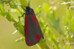 St. Jacobsvlinder St. Jacobsvlinder