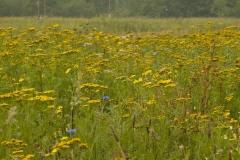 Vlinderveld kleurt geel