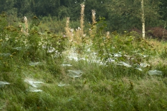 Dauw op spinnenwebben