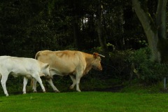 Blonde d'Aquitaine runderen