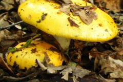 Geelwitte Russula