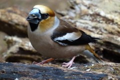 Appelvink