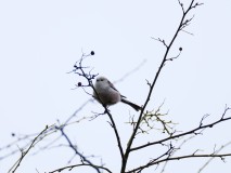 Witkoppige staartmees