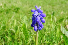 Blauw druifje verdwaald