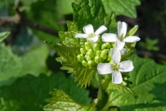 Look zonder Look-015