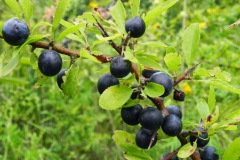 Sleedoorn met bessen