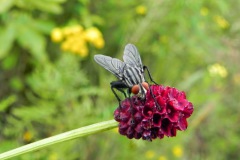 Dambordvlieg op Grote Pimpernel