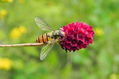 Grote Pimpernel met Snorzweefvliegj