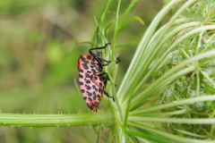 Pyamaschildwants op /wilde Peen