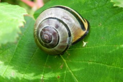 Zwartgerande tuinslak