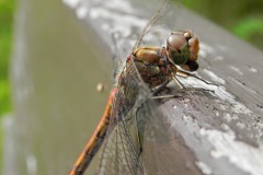 Bruinrode Heidelibel