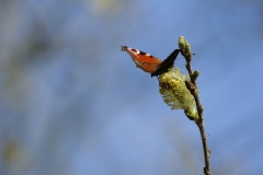 Dagpauwoog Dagpauwoog