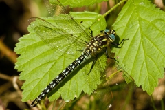 Glassnijder Glassnijder