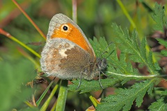 Hooibeestje Hooibeestje