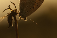 Icarusblauwtje Icarusblauwtje