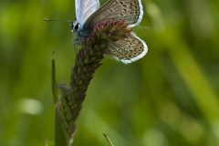 Icarusblauwtje Icarusblauwtje