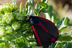 St. Jacobsvlinder St. Jacobsvlinder