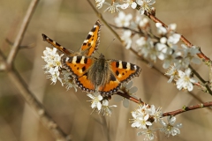 Kleine-Vos Kleine-Vos