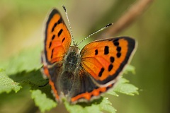 Kleine Vuurvlinder Kleine Vuurvlinder
