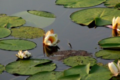 Witte Waterlelie Witte Waterlelie