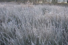 Besneeuwde Uitgebloeide Planten Besneeuwde Uitgebloeide Planten