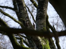 Middelste bonte spechten