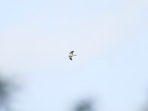 Blauwe kiekendief man