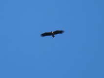 Overvliegende zeearend