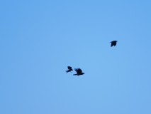 Raaf lastig gevallen door kraai