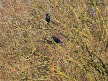 Twee raven samen in een boom