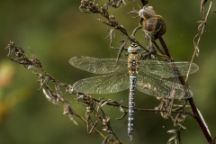 Paardenbijter Paardenbijter