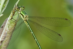 Tengere-Pantserjuffer