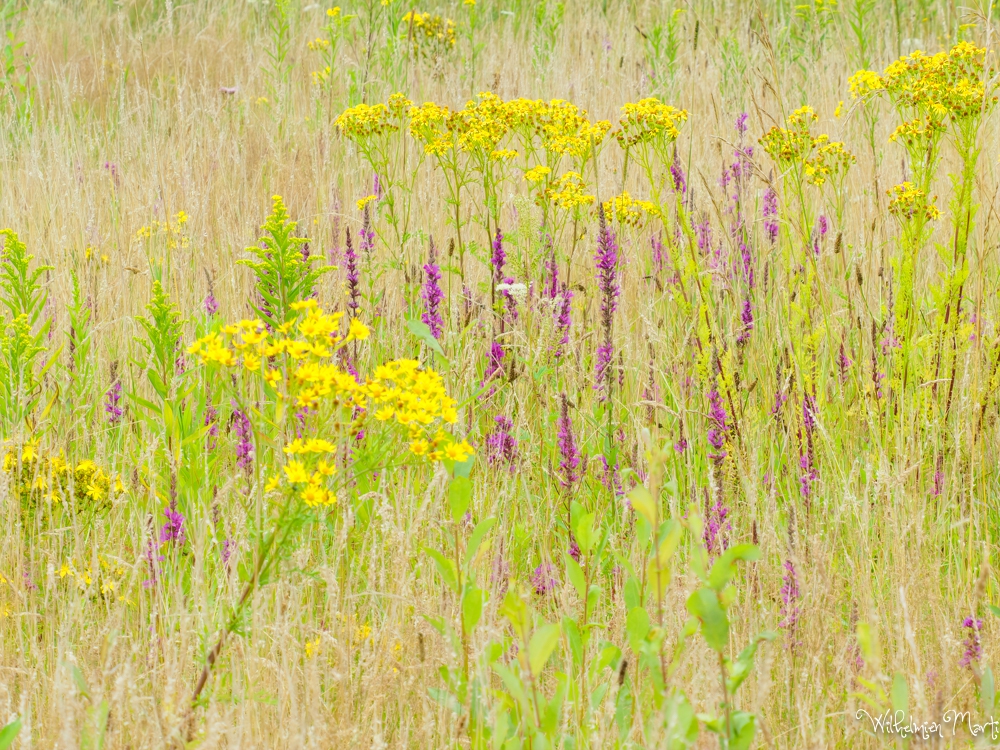 Bloemenweide