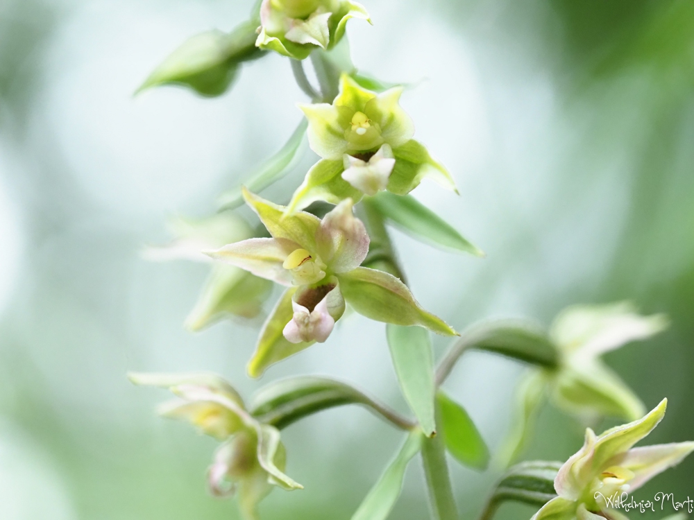 Brede wespenorchis