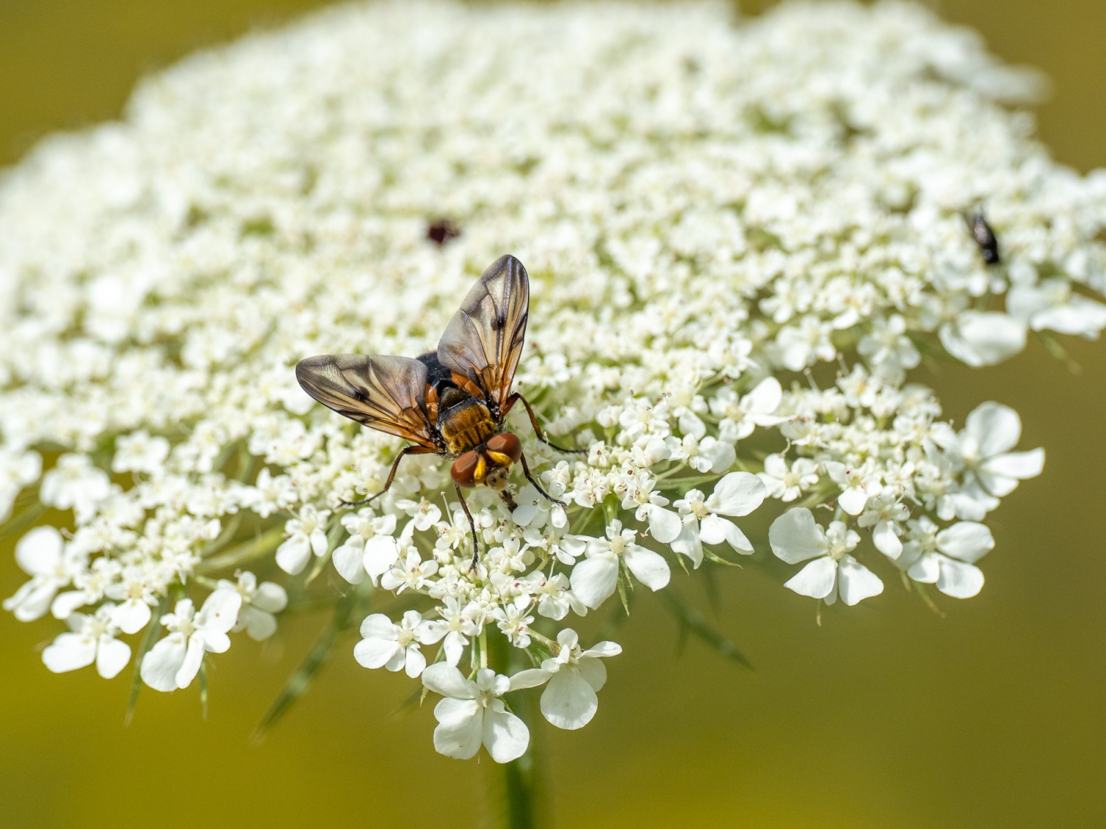 Ectophasia crassipennis - Sluipvliegsoort