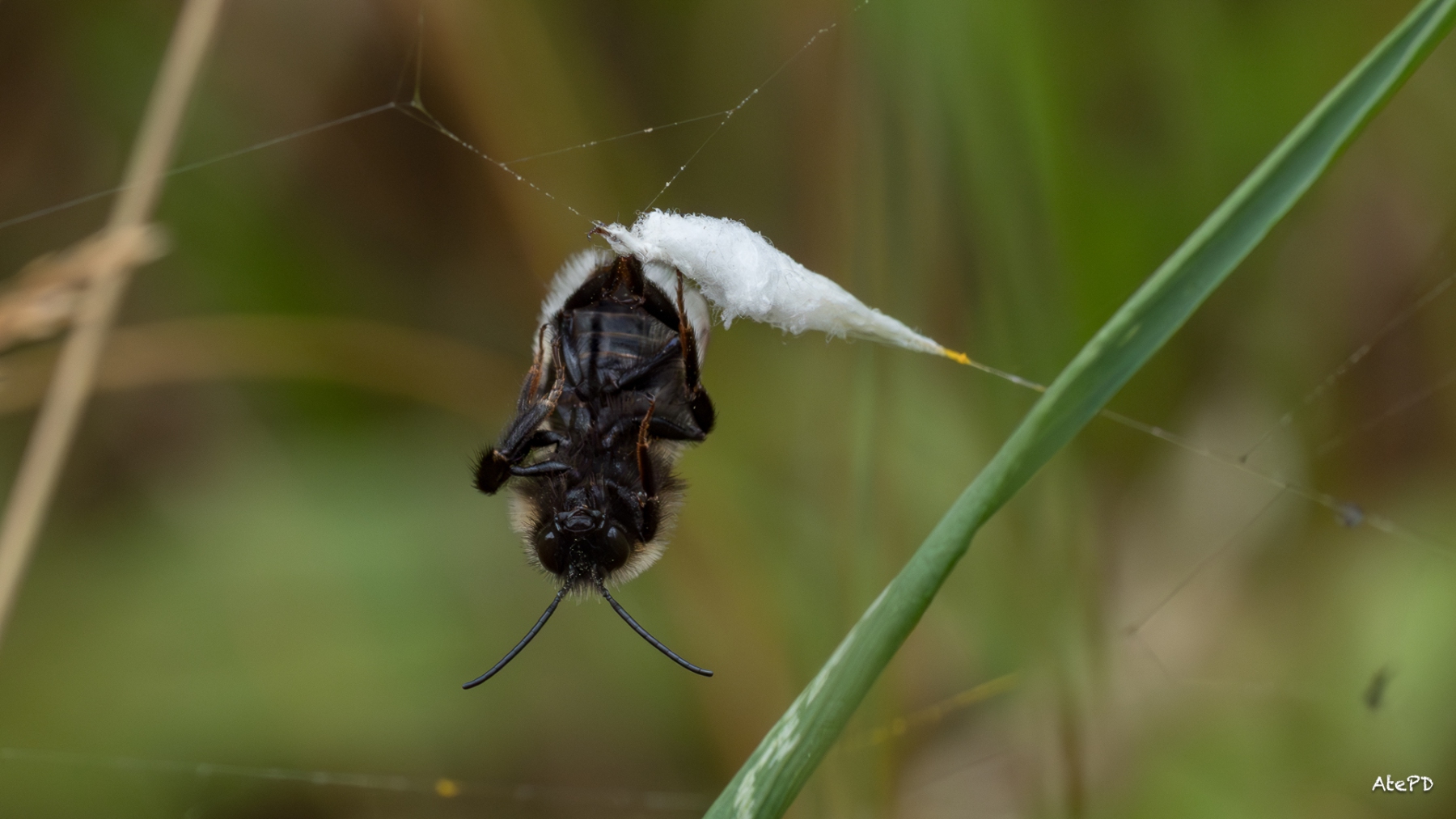 Hommel in het web