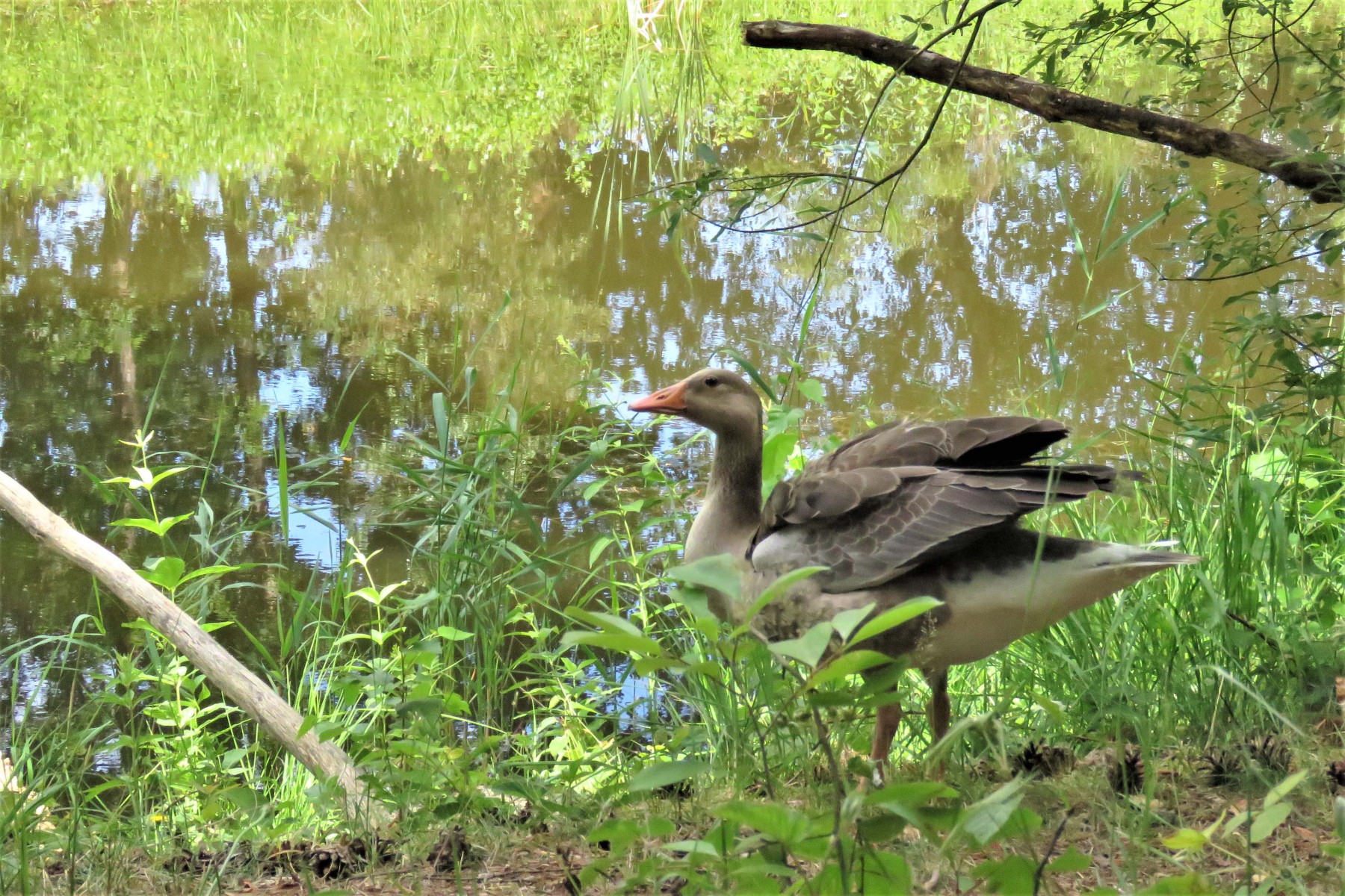 Grauwe gans
