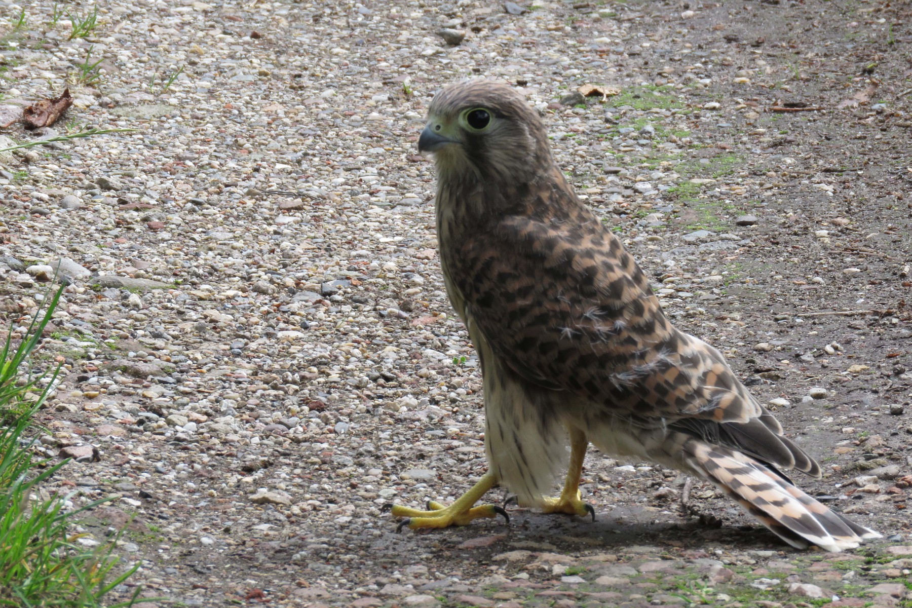 Torenvalk juveniel