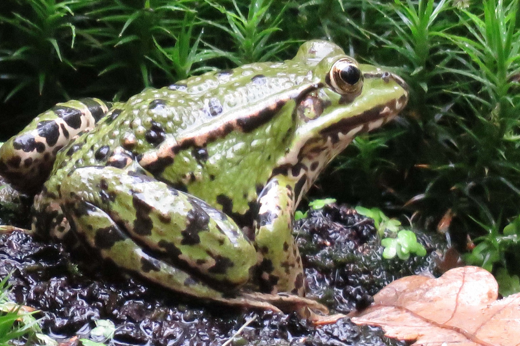 Groene kikker