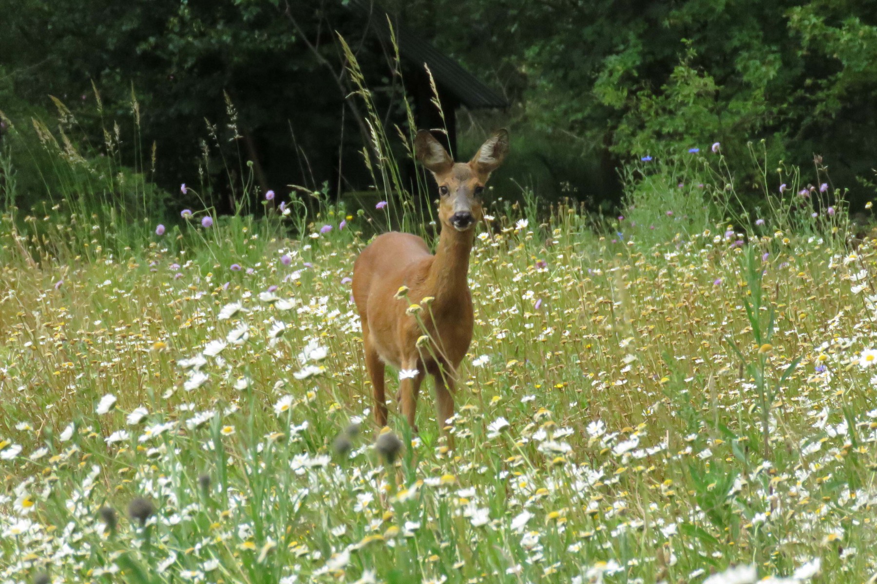 Ree in bloemrijk grasland